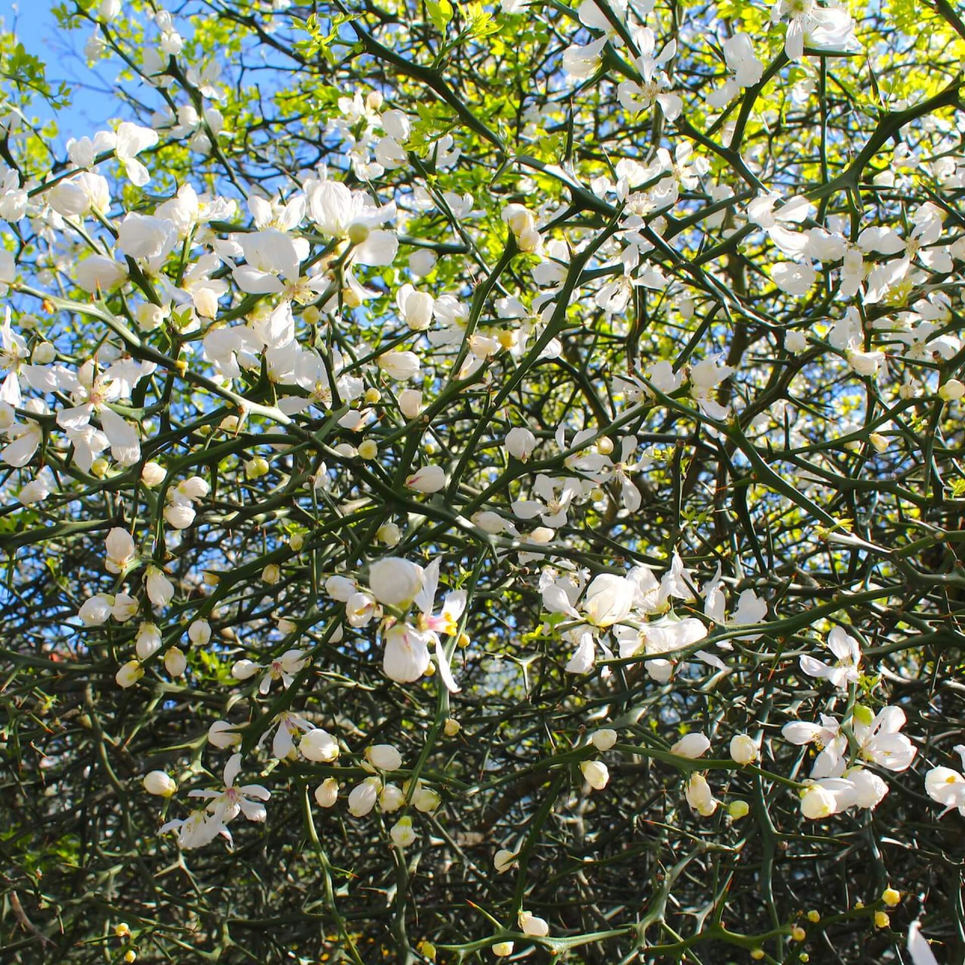 Bitterorange (Poncirus trifoliata)