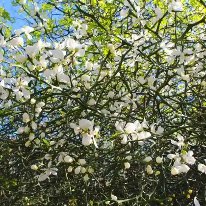 Foto von Bitterorange (Poncirus trifoliata)