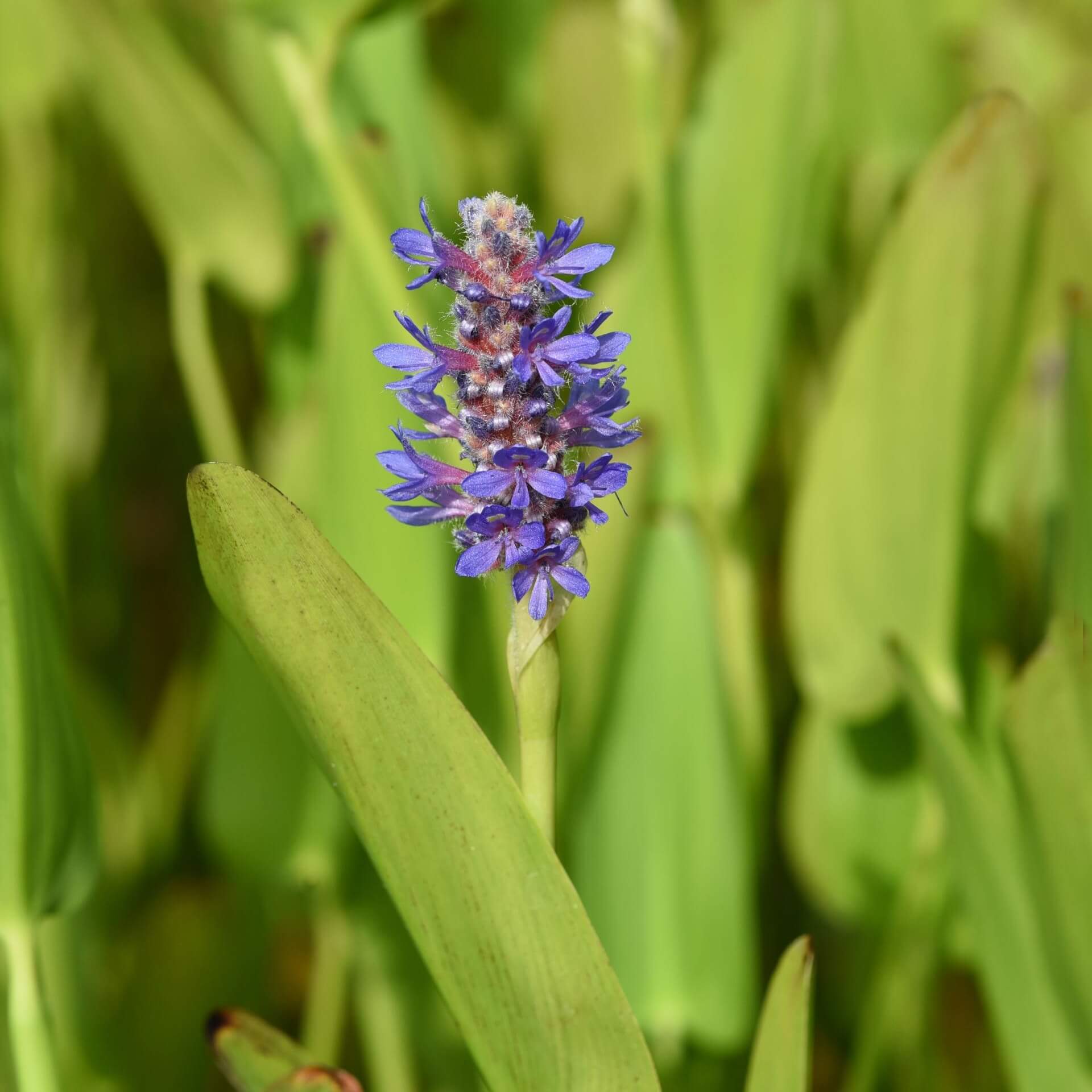 Herzblättriges Hechtkraut (Pontederia cordata)