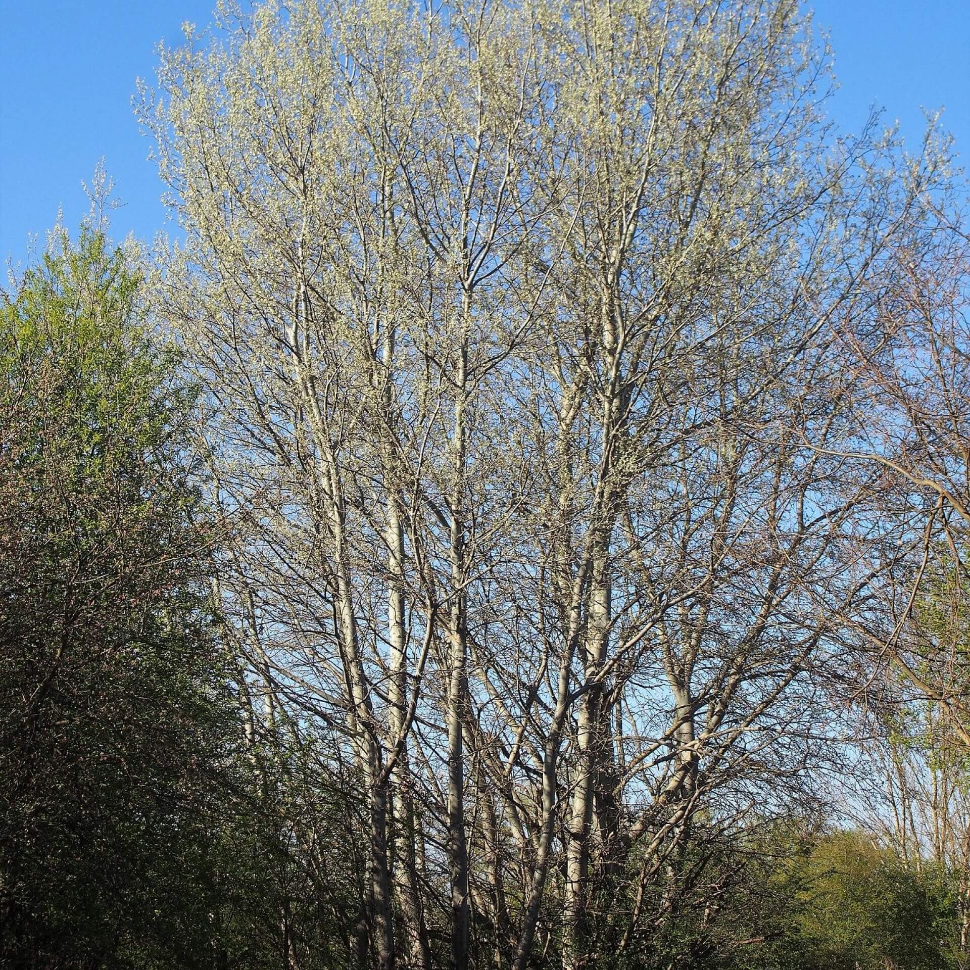 Silber-Pappel (Populus alba)