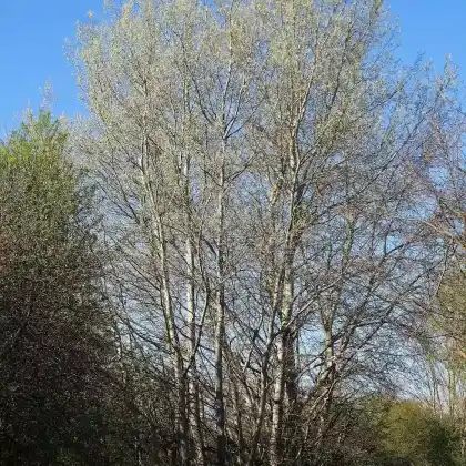 Foto von Silber-Pappel (Populus alba)