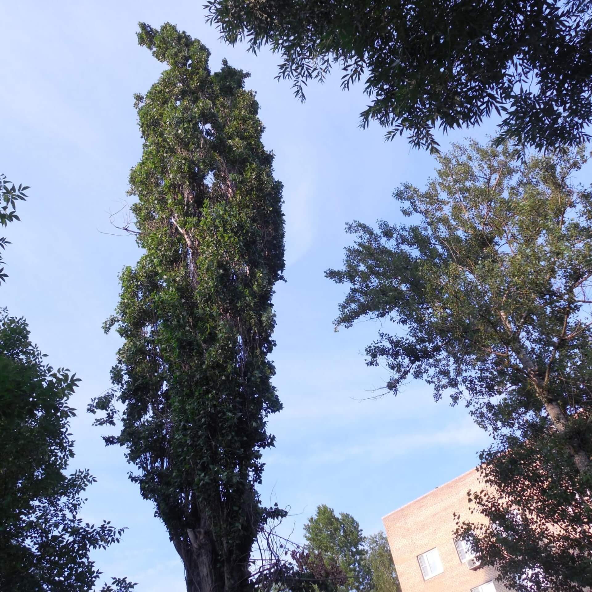 Balsam-Pappel (Populus balsamifera)