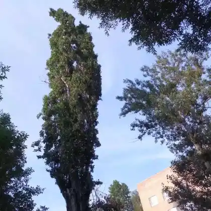 Foto von Balsam-Pappel (Populus balsamifera)