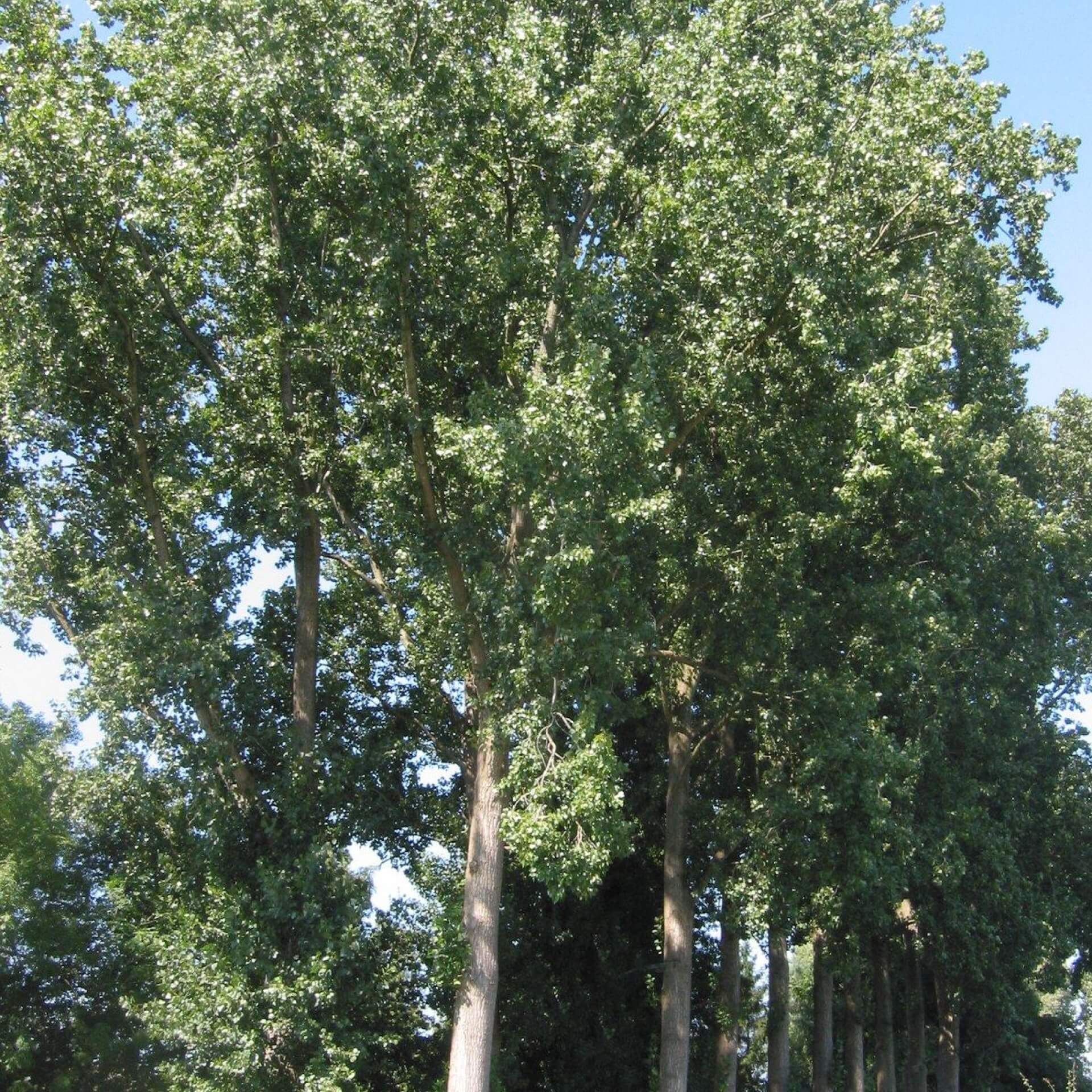 Kanadische Pappel (Populus canadensis)