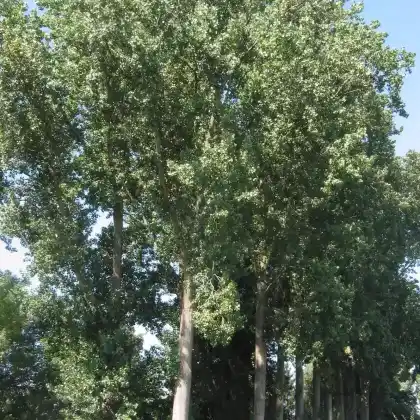 Foto von Kanadische Pappel (Populus canadensis)