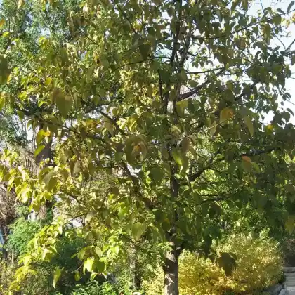 Foto von Großblatt-Pappel (Populus lasiocarpa)