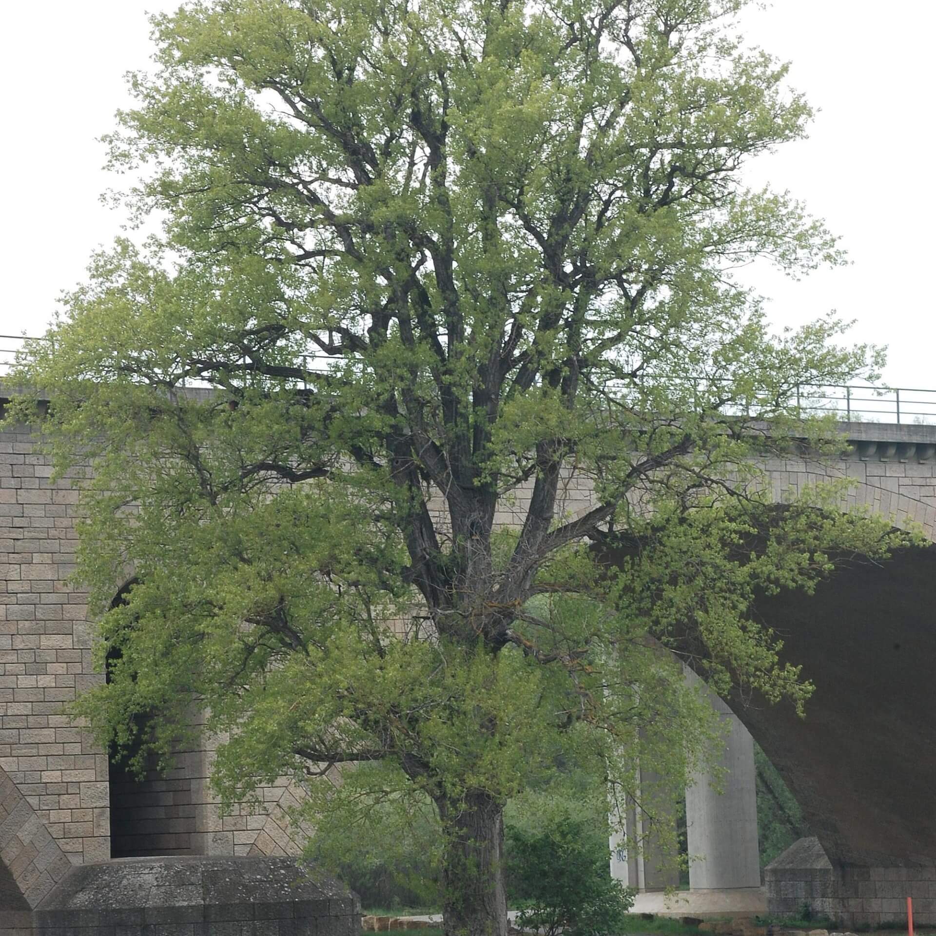 Schwarz-Pappel (Populus nigra)