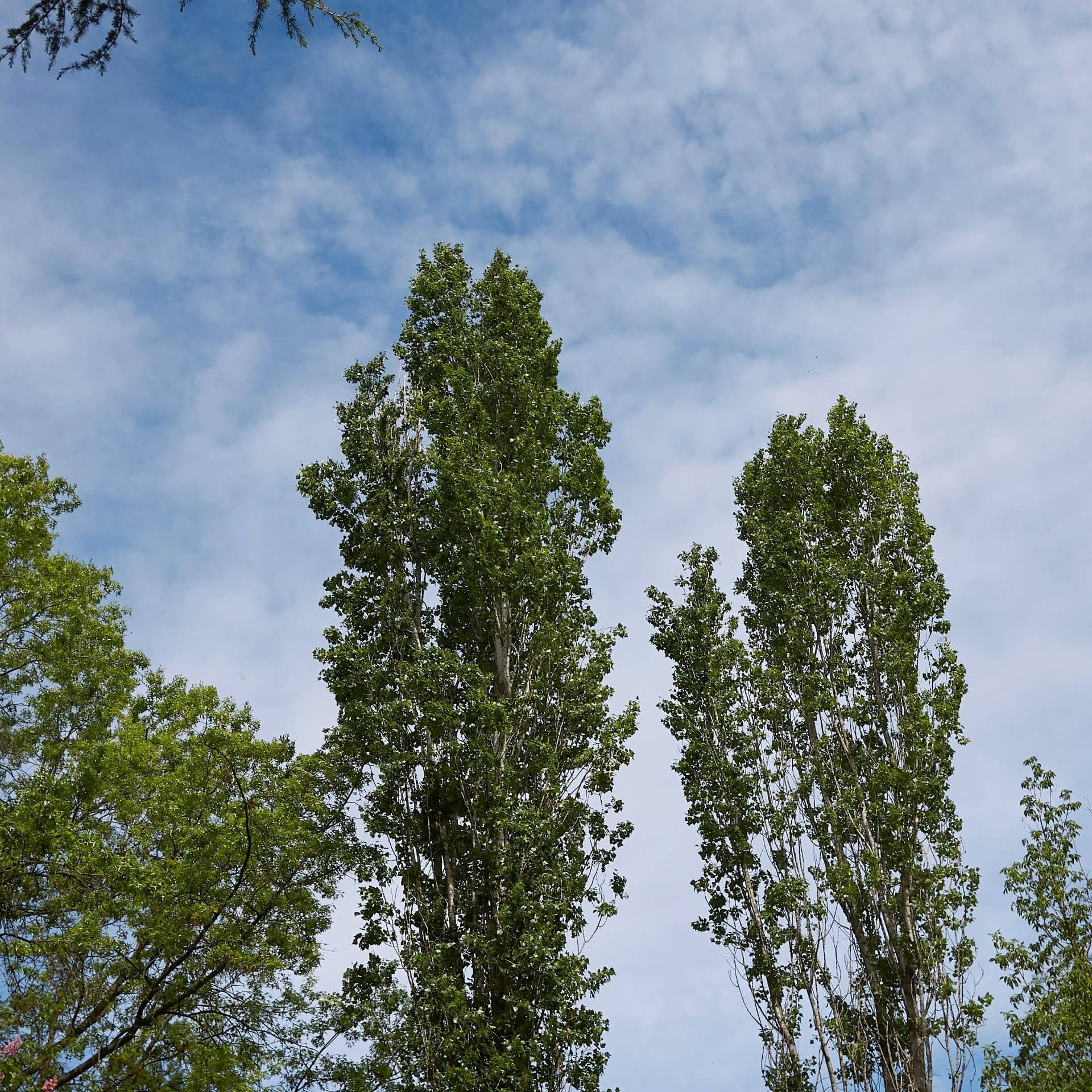 Pyramiden-Pappel (Populus nigra 'Italica')