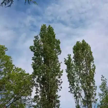 Foto von Pyramiden-Pappel (Populus nigra 'Italica')