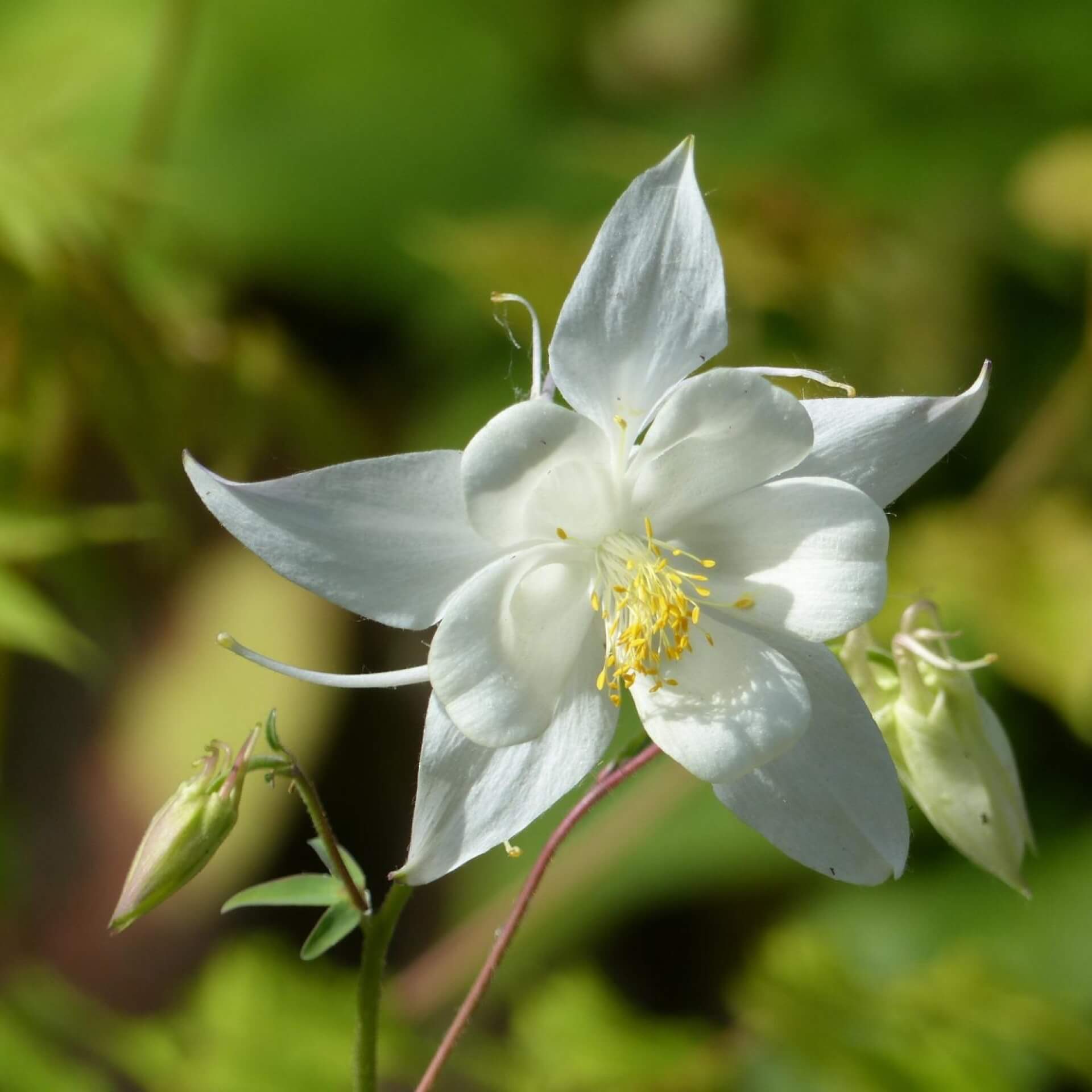 Kurzspornige Akelei 'Alba' (Aquilegia vulgaris 'Alba')