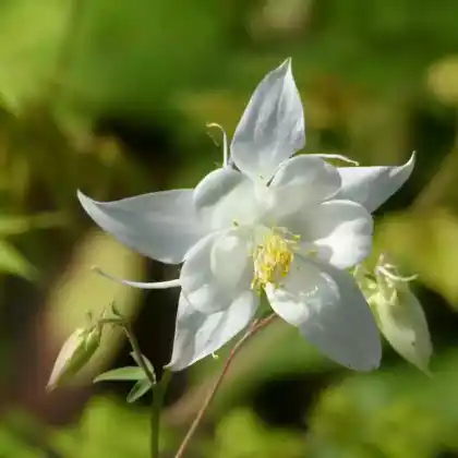 Foto von Kurzspornige Akelei 'Alba' (Aquilegia vulgaris 'Alba')