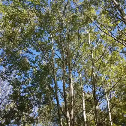 Foto von Zitter-Pappel (Populus tremula)