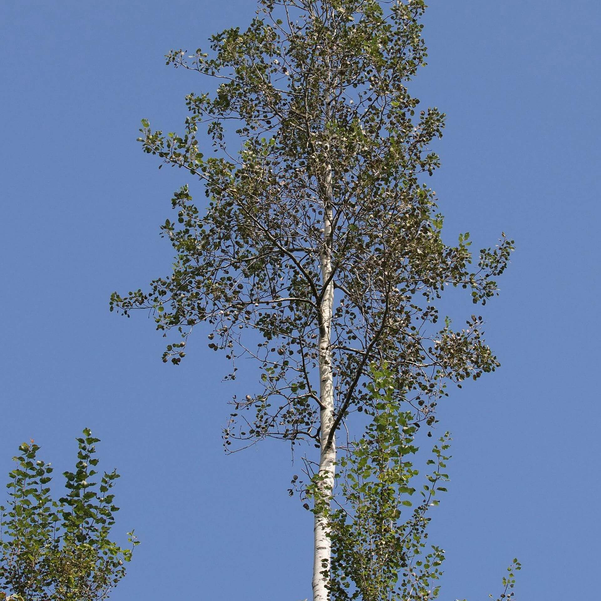 Zitter-Pappel (Populus tremula)