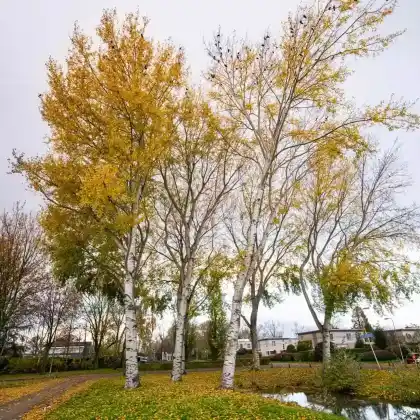 Foto von Grau-Pappel (Populus x canescens)