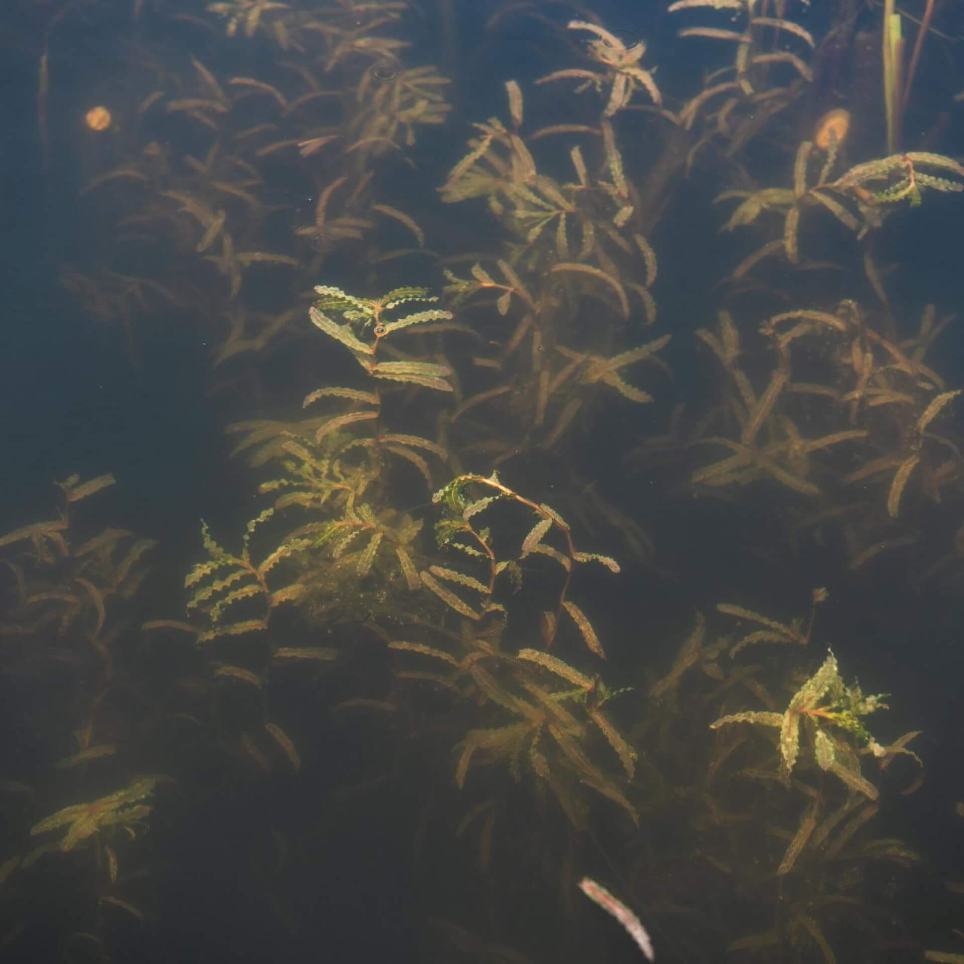 Krauses Laichkraut (Potamogeton crispus)