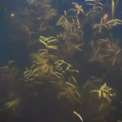 Foto von Krauses Laichkraut (Potamogeton crispus)