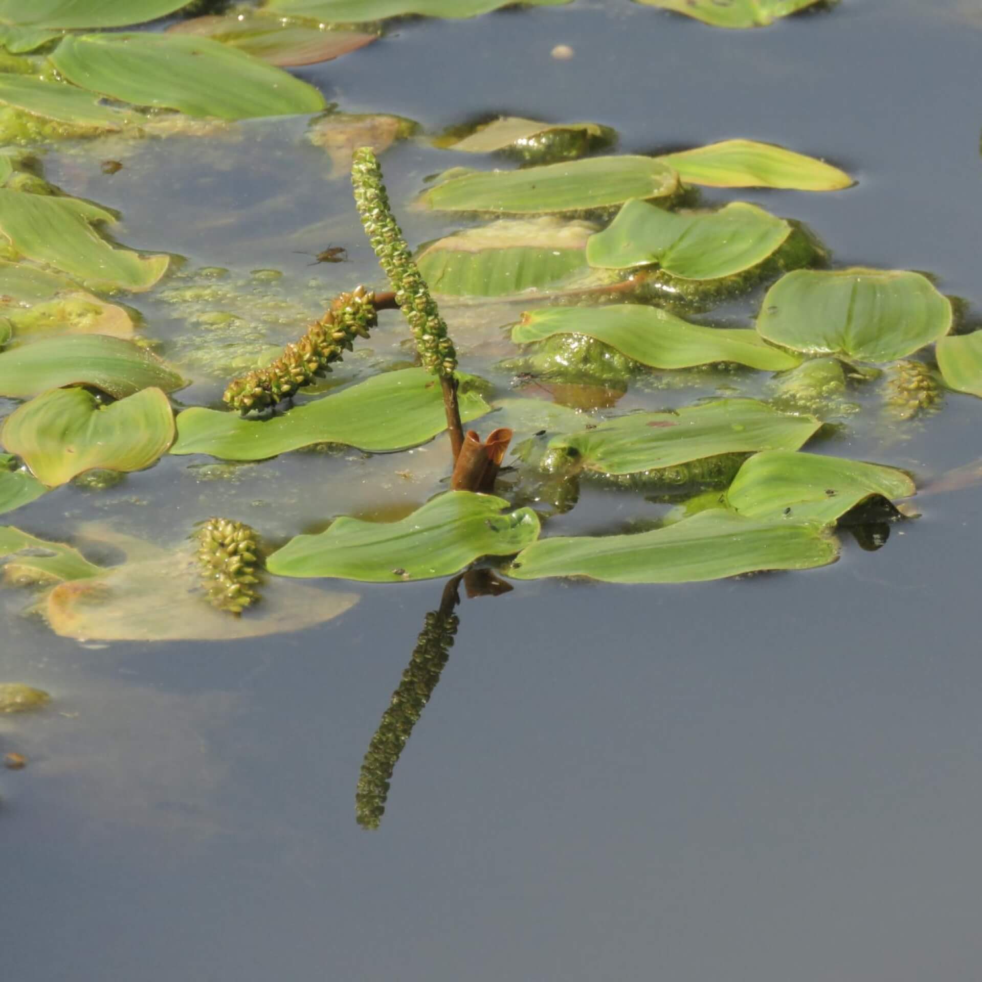 Schwimmendes Laichkraut (Potamogeton natans)