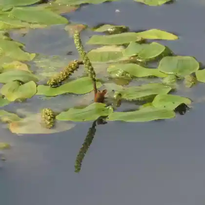 Foto von Schwimmendes Laichkraut (Potamogeton natans)
