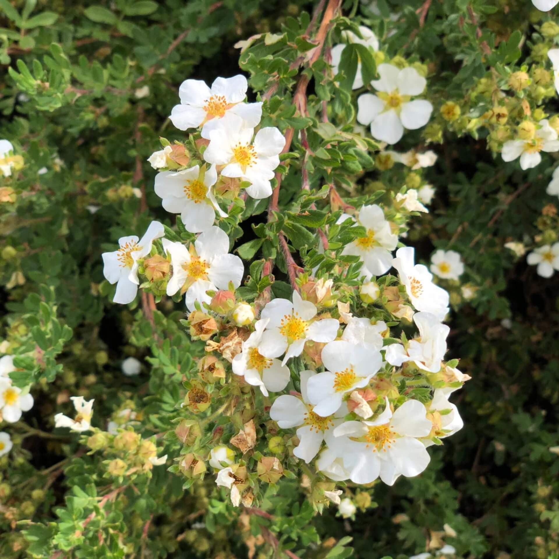 Weißes Fingerkraut (Potentilla alba)