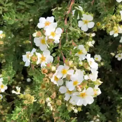 Foto von Weißes Fingerkraut (Potentilla alba)