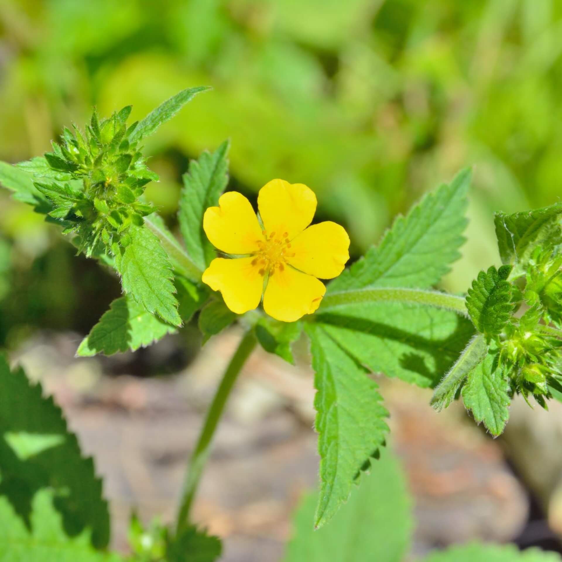 Gänsefingerkraut (Potentilla anserina)