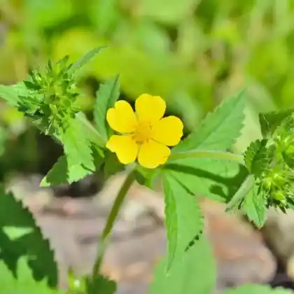 Foto von Gänsefingerkraut (Potentilla anserina)