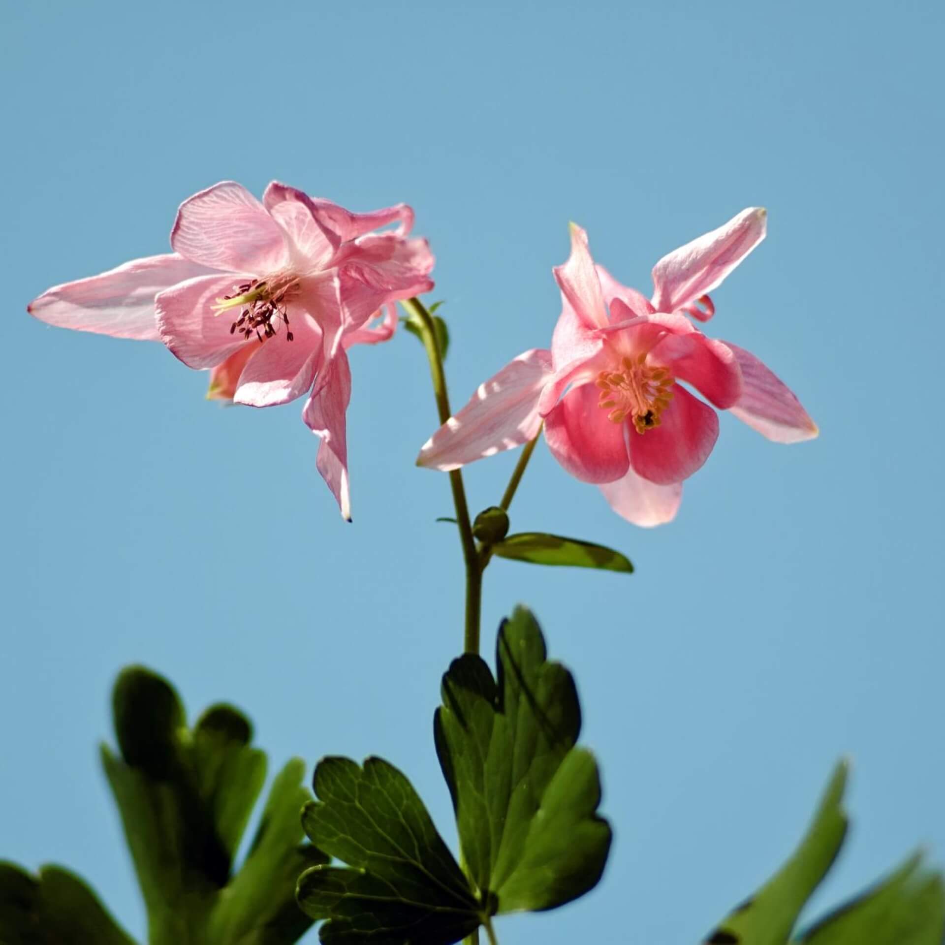 Kurzspornige Akelei 'William Guiness' (Aquilegia vulgaris 'William Guiness')