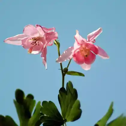 Foto von Kurzspornige Akelei 'William Guiness' (Aquilegia vulgaris 'William Guiness')