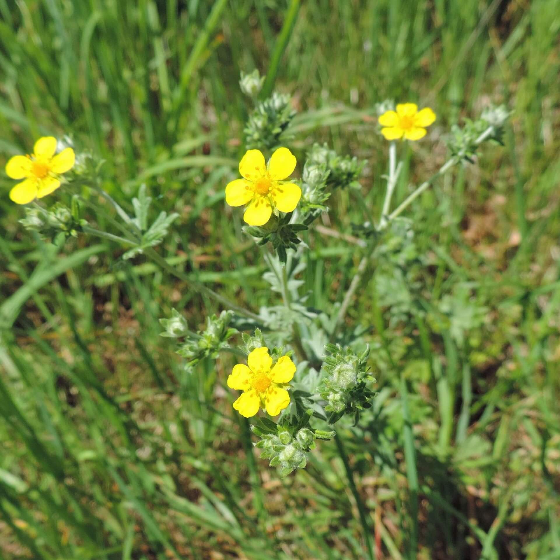 Silber-Fingerkraut (Potentilla argentea)