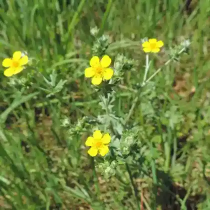 Foto von Silber-Fingerkraut (Potentilla argentea)