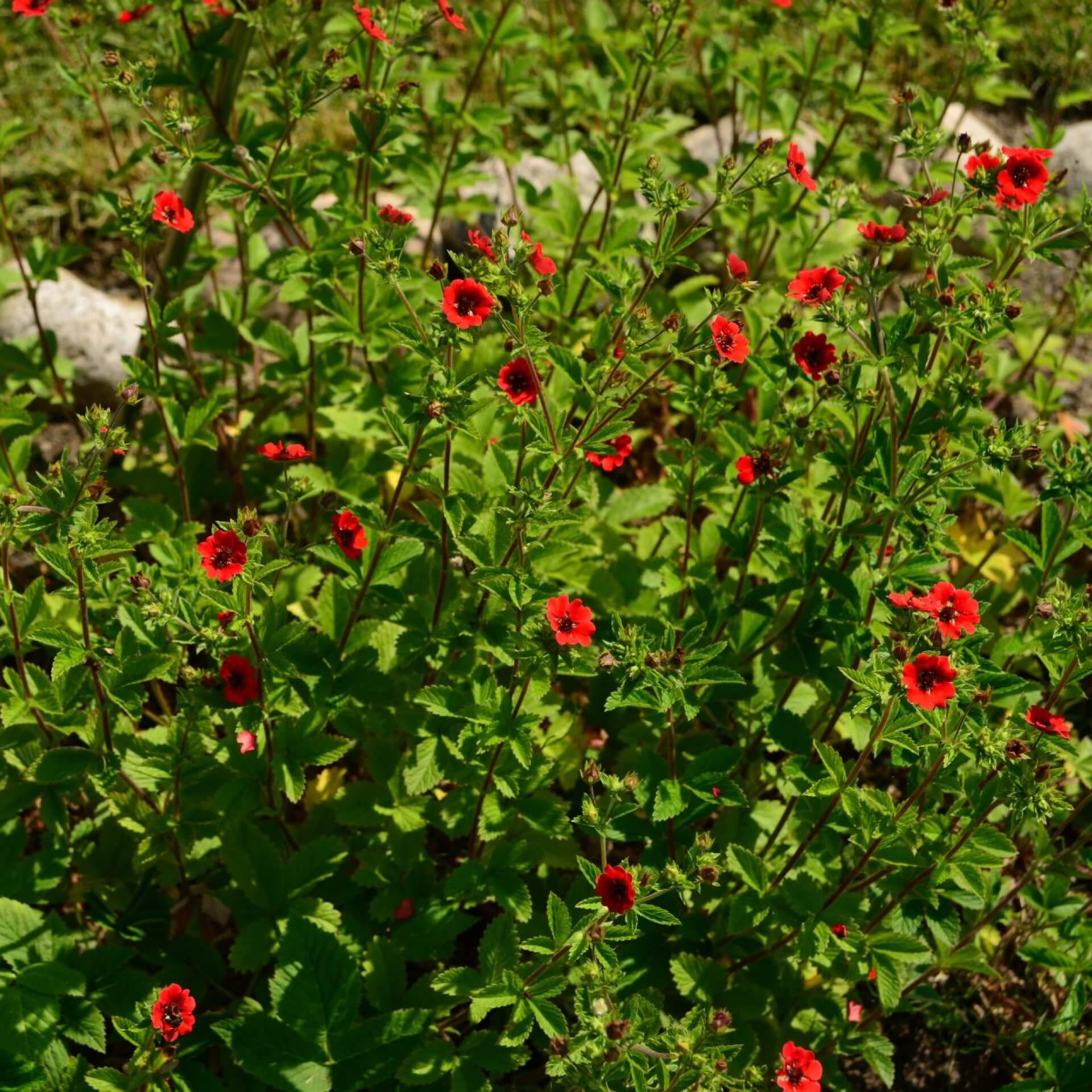 Blutrotblühendes Fingerkraut (Potentilla atrosanguinea)