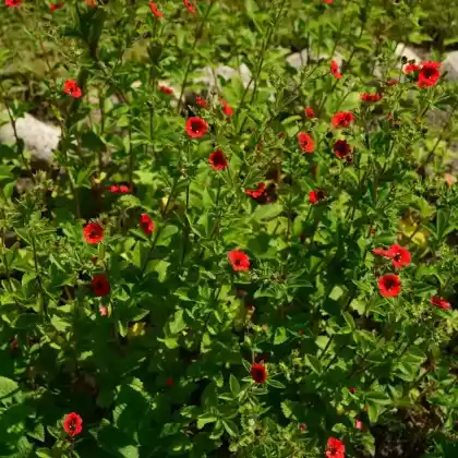 Foto von Blutrotblühendes Fingerkraut (Potentilla atrosanguinea)