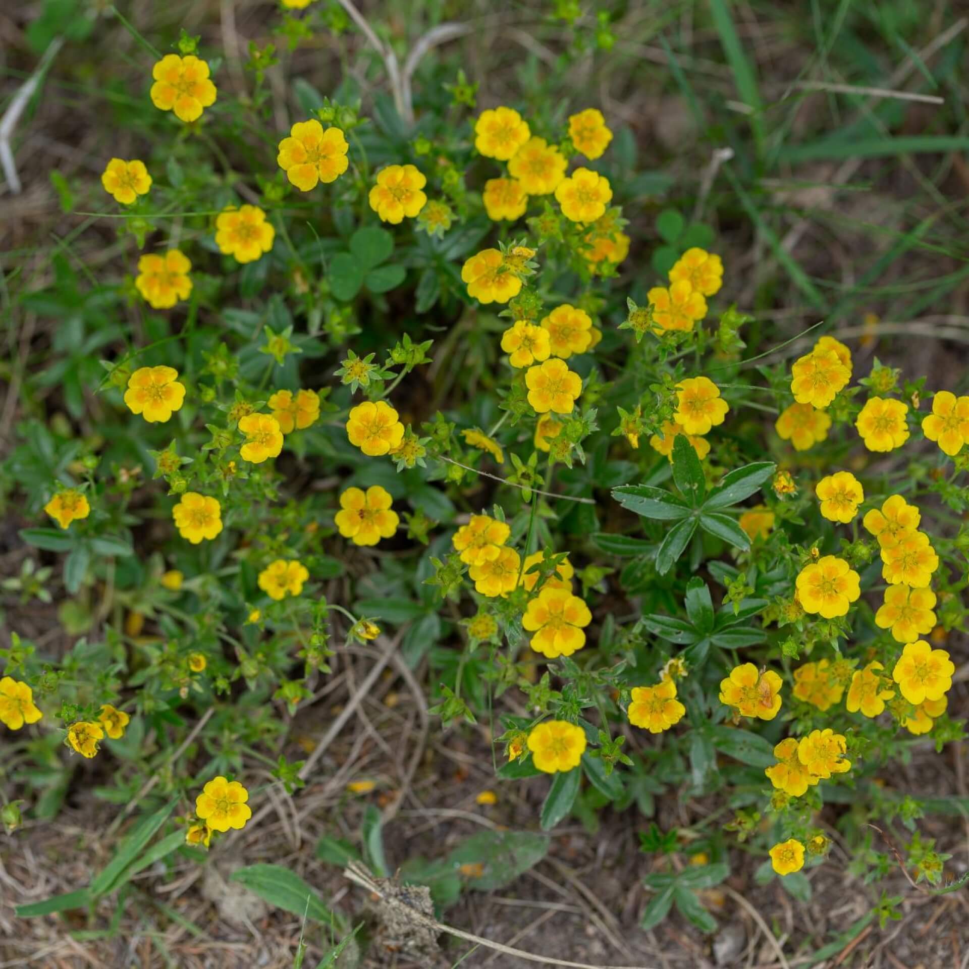 Gold-Fingerkraut (Potentilla aurea)