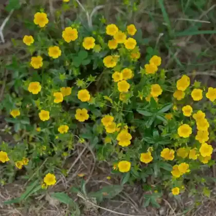 Foto von Gold-Fingerkraut (Potentilla aurea)