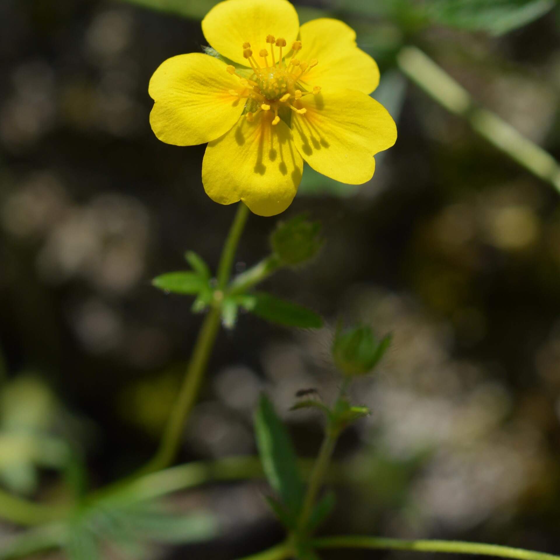 Zottiges Fingerkraut (Potentilla crantzii)