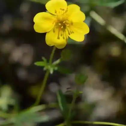 Foto von Zottiges Fingerkraut (Potentilla crantzii)