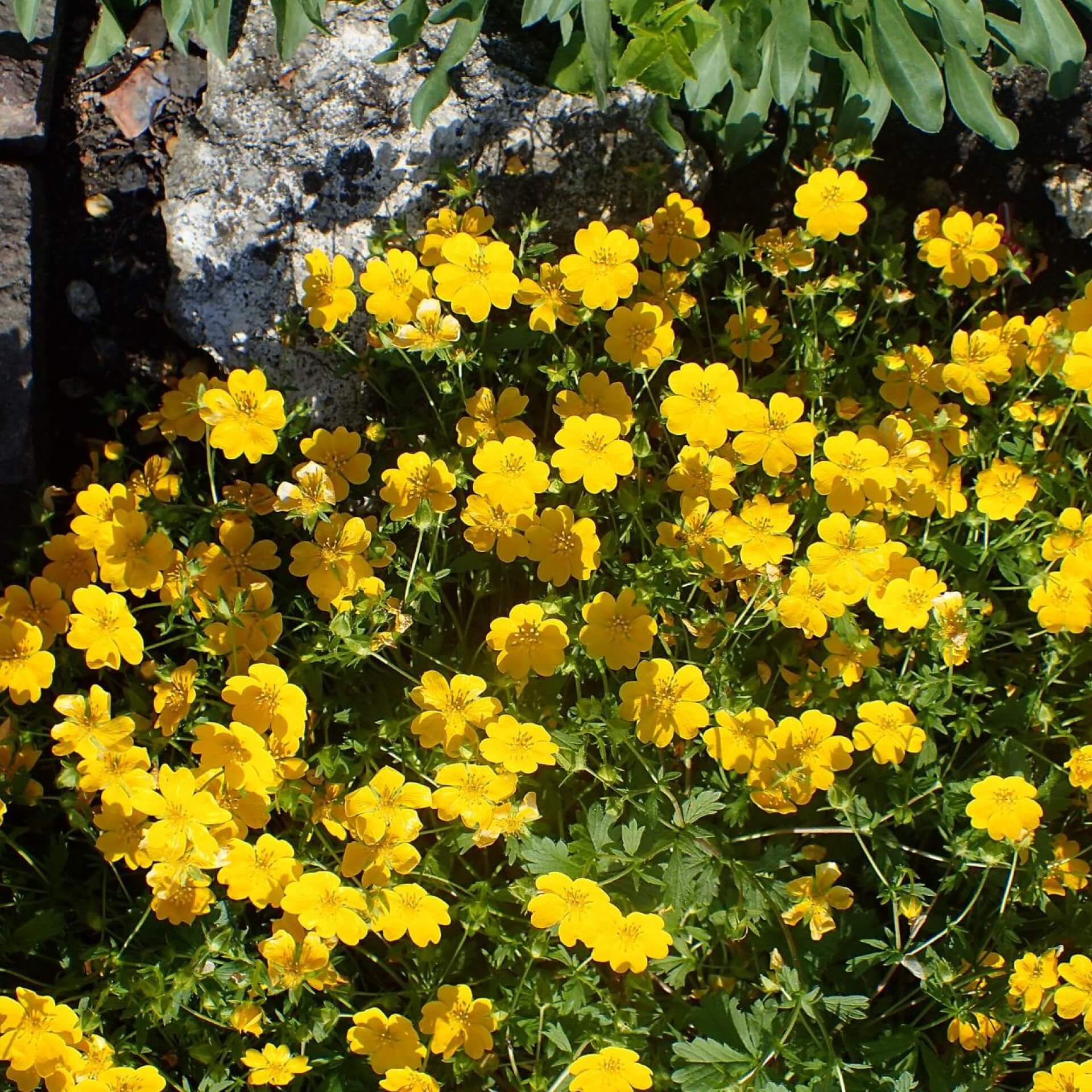 Fingerkraut 'Goldrausch' (Potentilla crantzii 'Goldrausch')