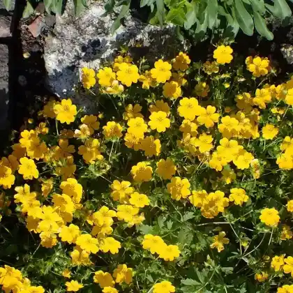 Foto von Fingerkraut 'Goldrausch' (Potentilla crantzii 'Goldrausch')