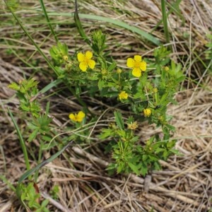 Potentilla erecta