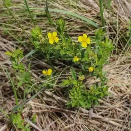 Foto von Blutwurz (Potentilla erecta)