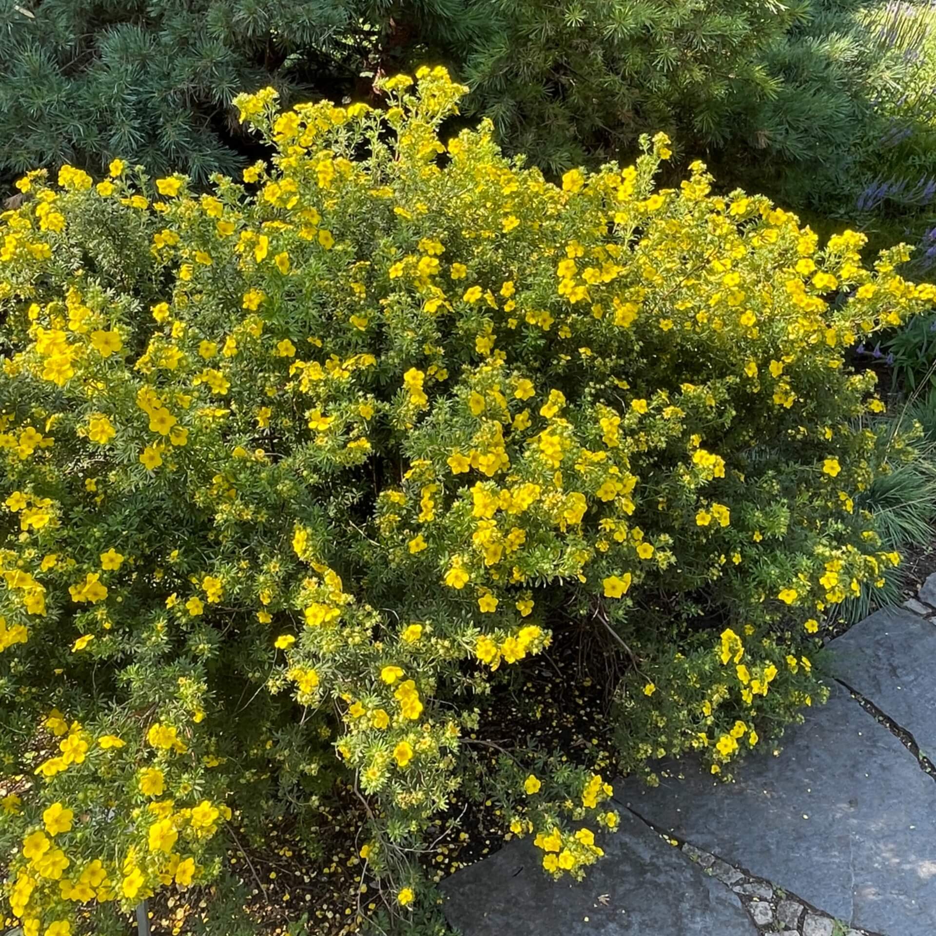 Fingerstrauch (Potentilla fruticosa)