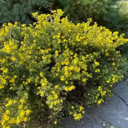 Foto von Fingerstrauch (Potentilla fruticosa)