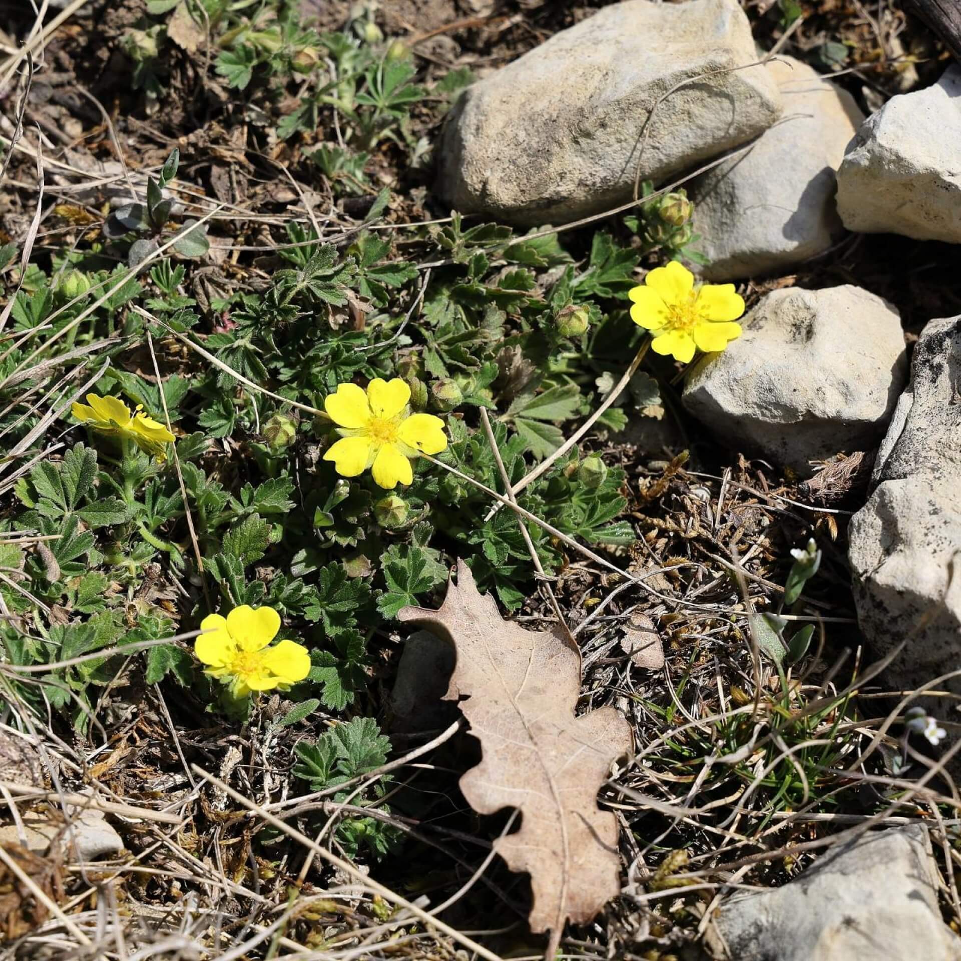 Sand-Fingerkraut (Potentilla incana)