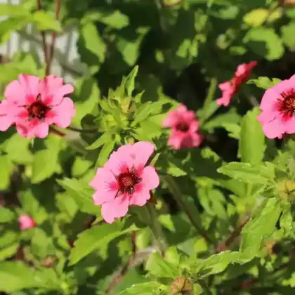 Foto von Nepal-Fingerkraut (Potentilla nepalensis)