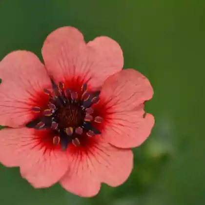 Foto von Nepal-Fingerkraut 'Miss Willmott' (Potentilla nepalensis 'Miss Willmott')