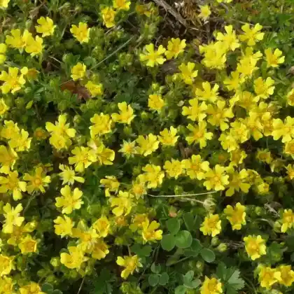 Foto von Frühlings-Fingerkraut (Potentilla neumanniana)