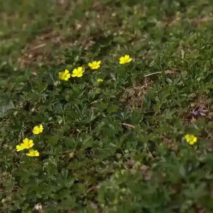 Foto von Frühlings-Fingerkraut 'Nana' (Potentilla neumanniana 'Nana')
