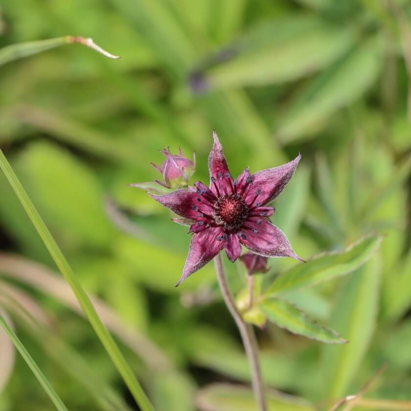 Sumpfblutauge / Potentilla palustris