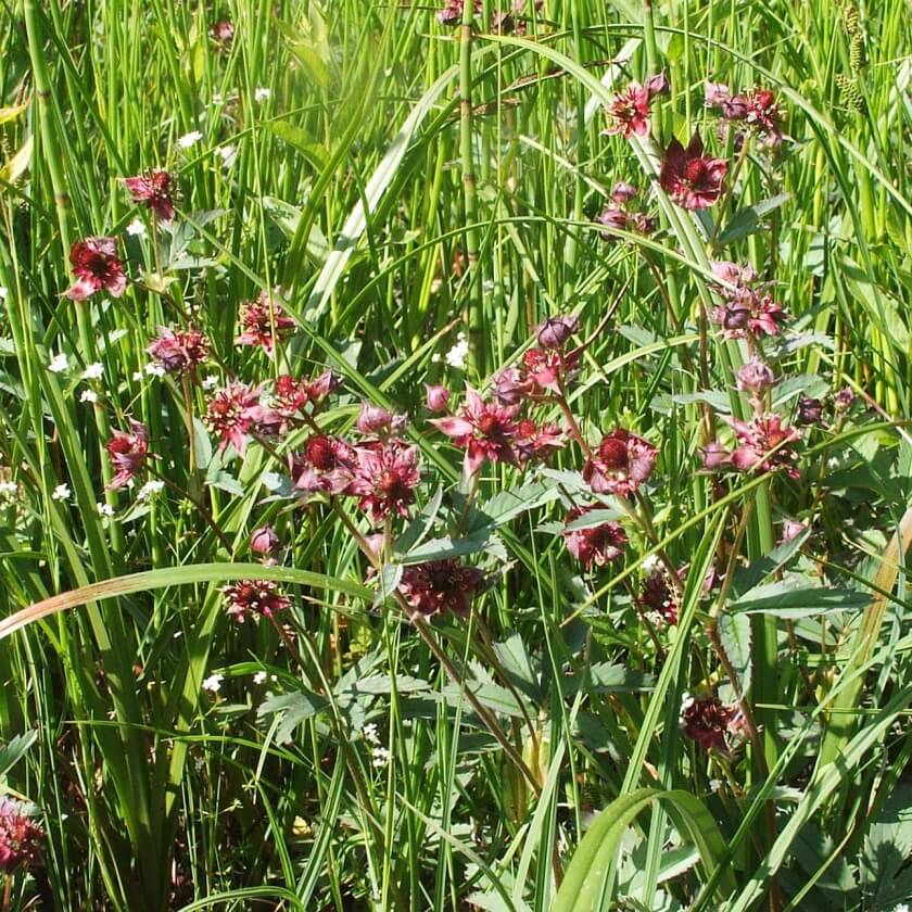 Sumpfblutauge / Potentilla palustris