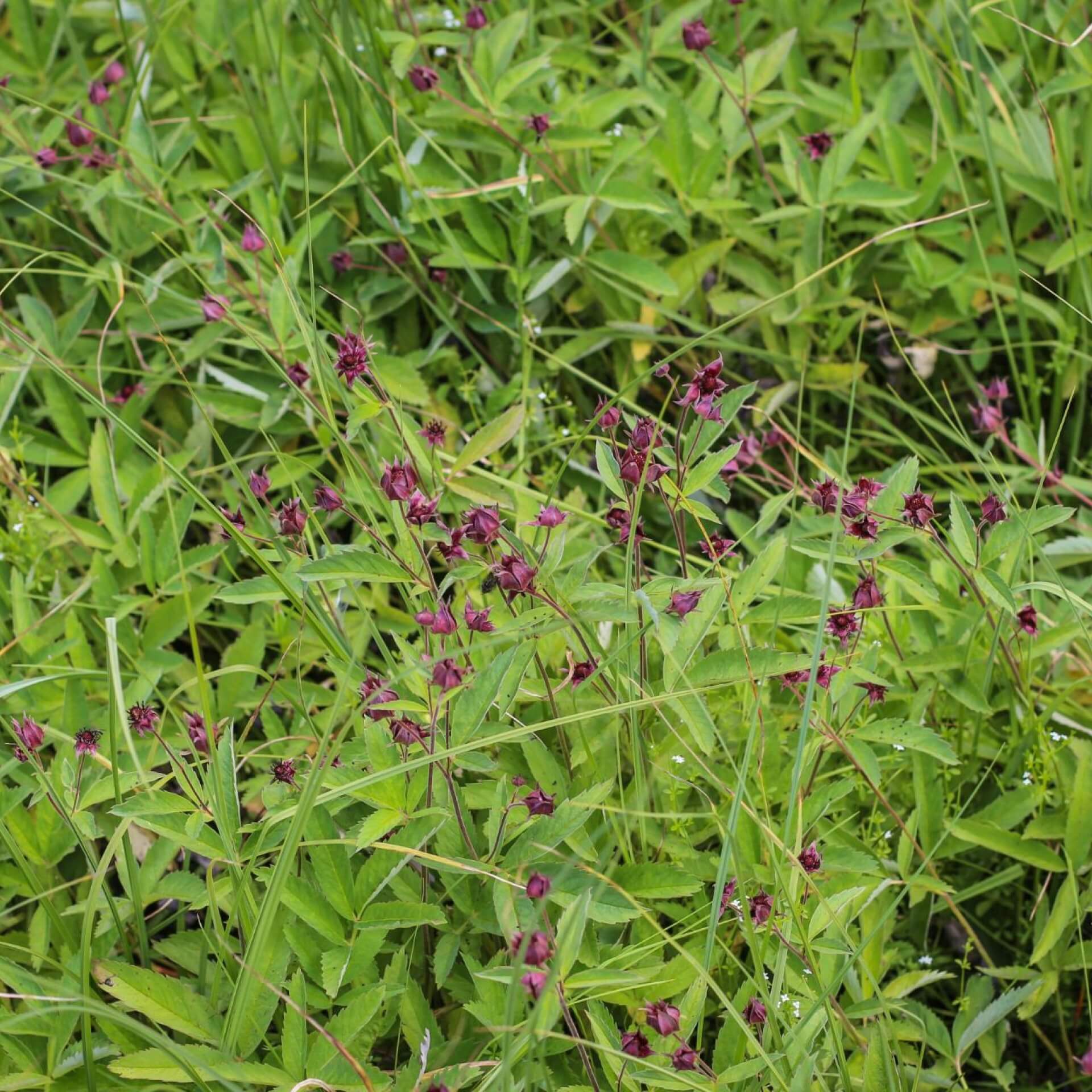 Sumpfblutauge (Potentilla palustris)